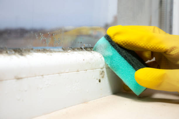 Best DIY Mold Remediation Support Services in Spring Lake Heights, NJ